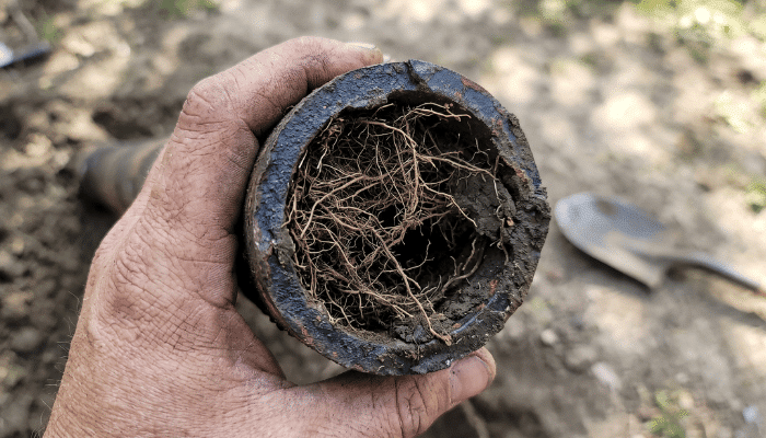 Tree Roots In Sewer Line